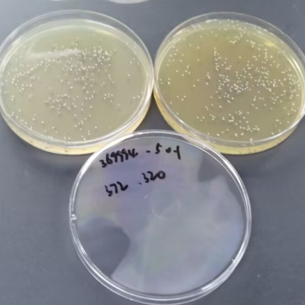 Saprophytic Staphylococcus-BNCC