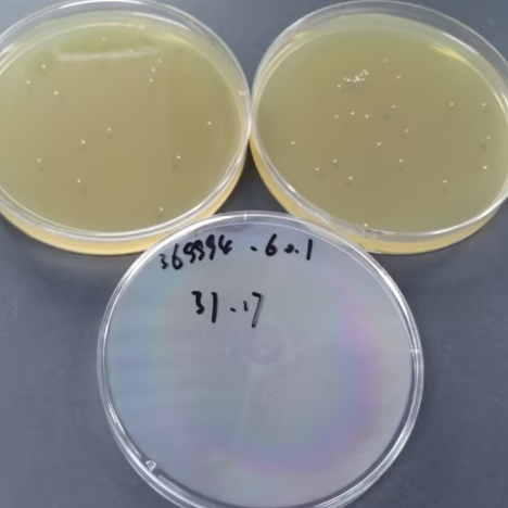 Saprophytic Staphylococcus-BNCC