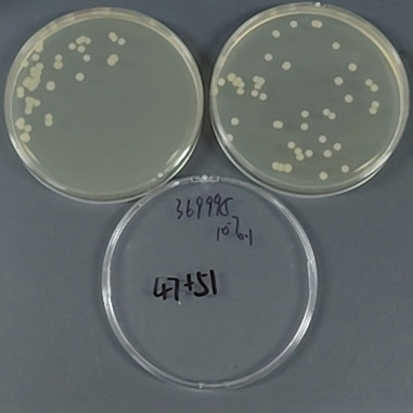 Squirrel Staphylococcus-BNCC