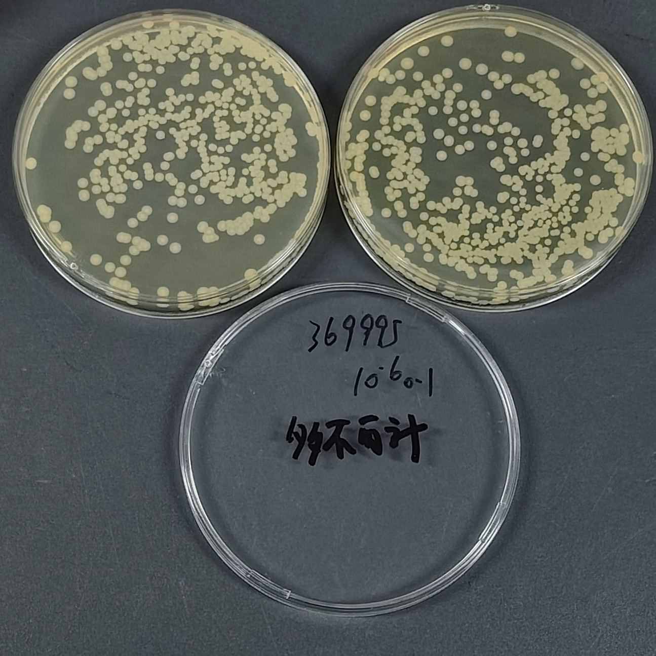 Squirrel Staphylococcus-BNCC