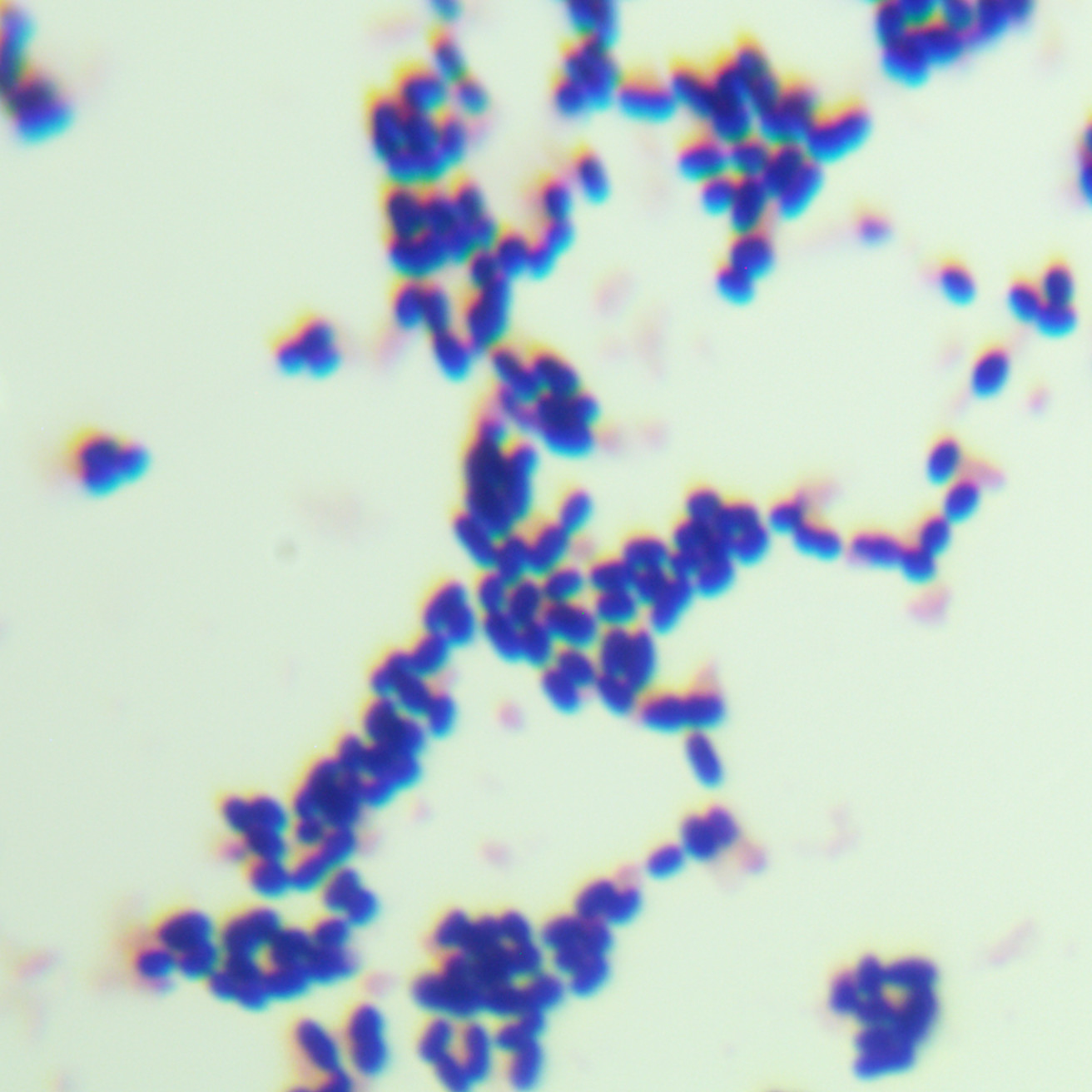 Avian Enterococcus-BNCC