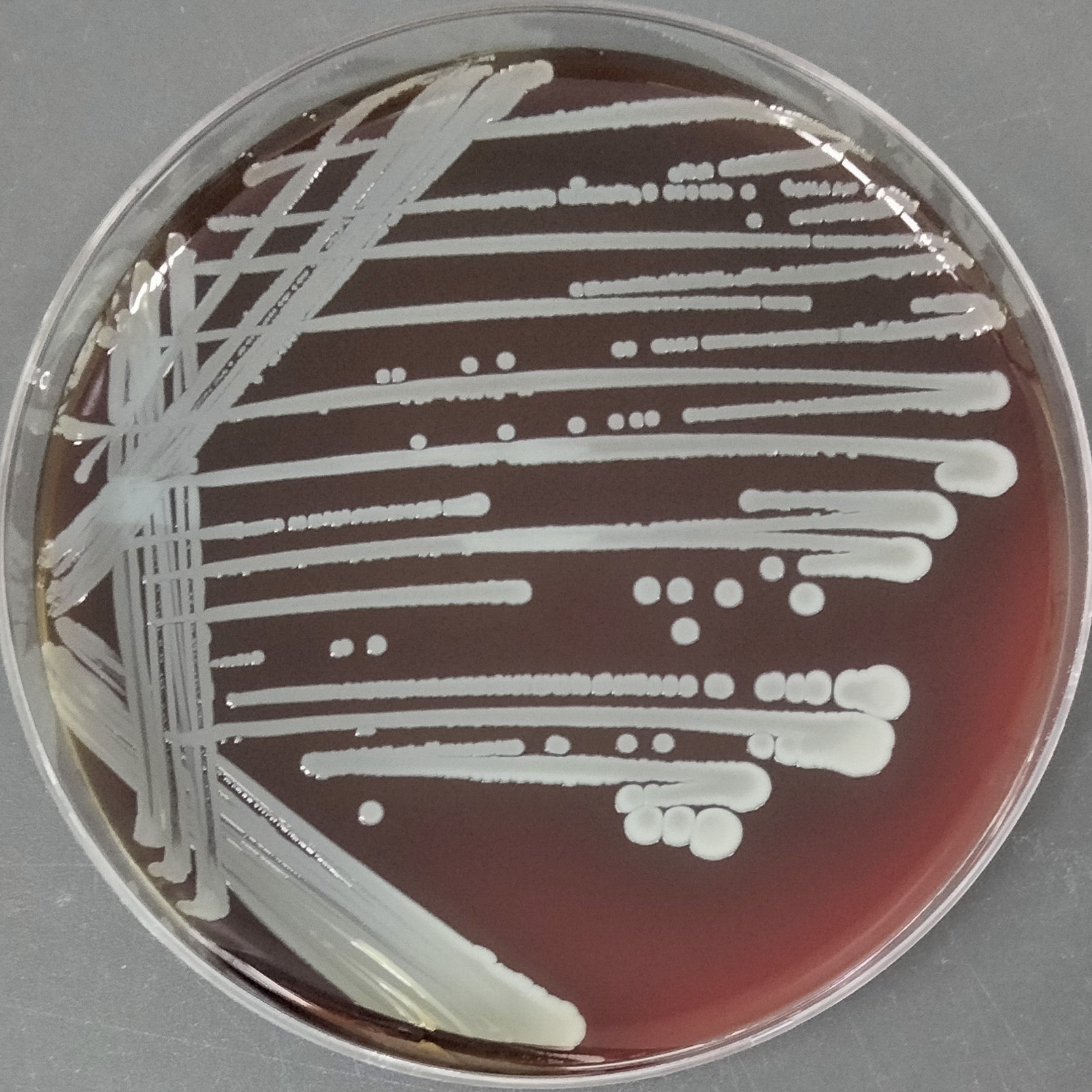 Imitate Staphylococcus-BNCC