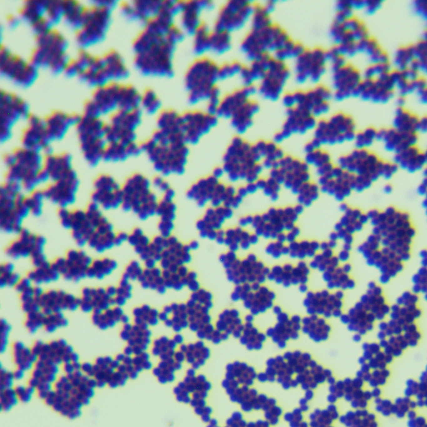 Imitate Staphylococcus-BNCC