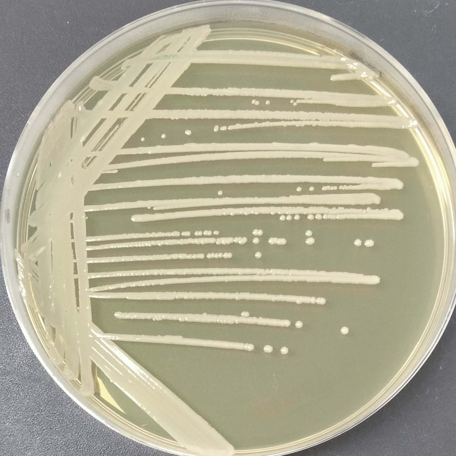 Staphylococcus aureus-BNCC