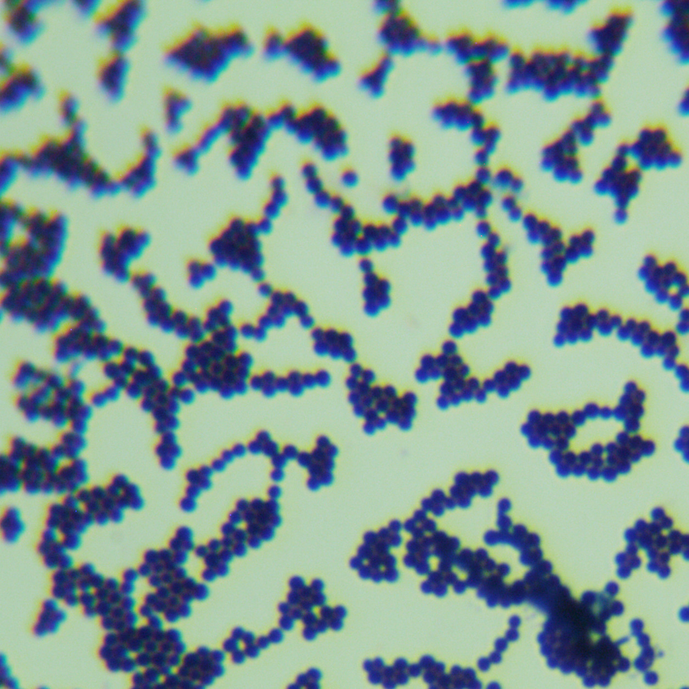 Staphylococcus aureus-BNCC