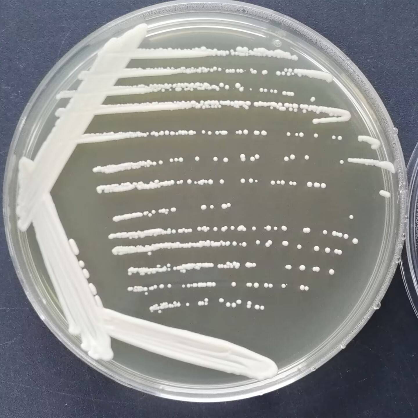 Sake Candida-BNCC
