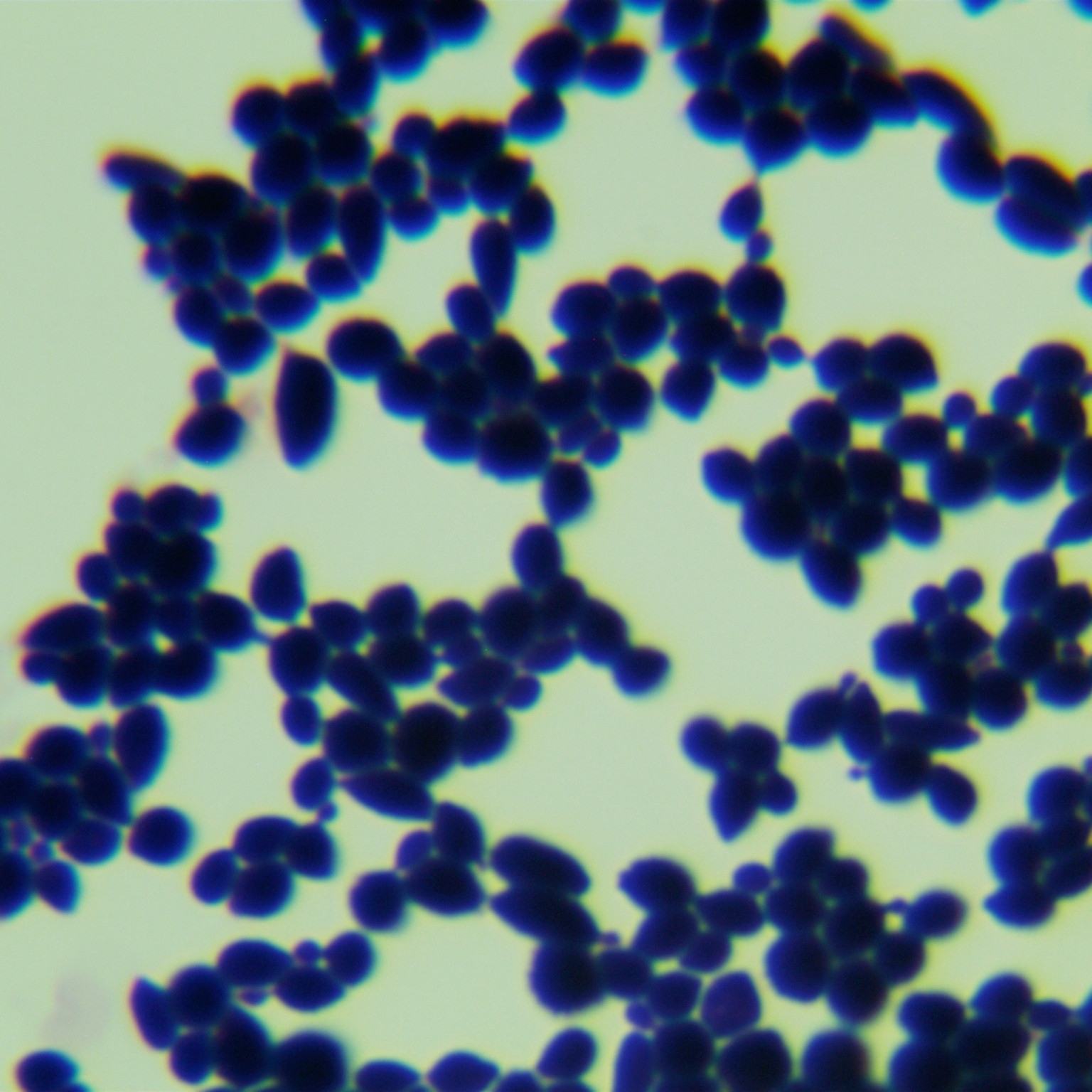 Sake Candida-BNCC