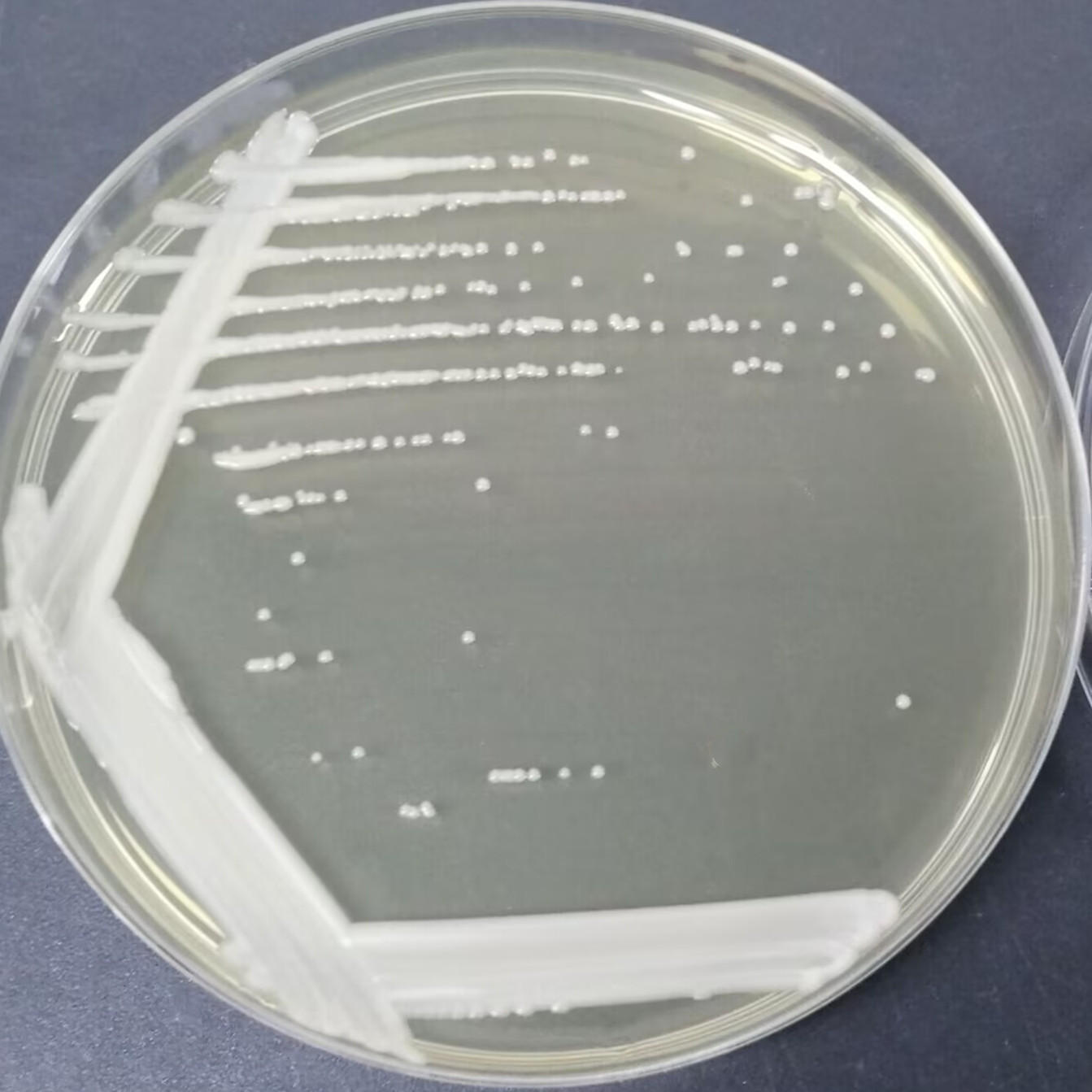 Max Kluwei yeast-BNCC