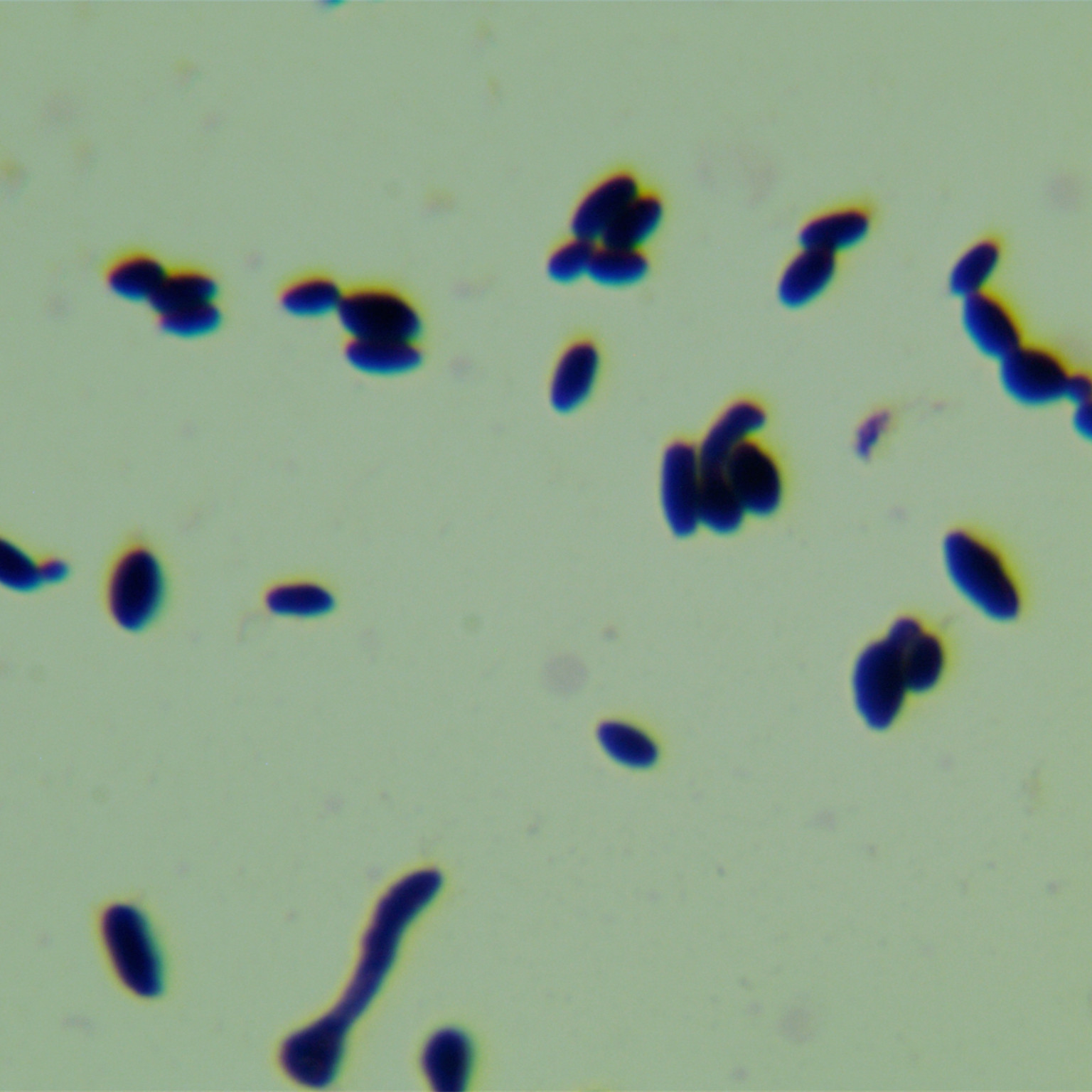 Max Kluwei yeast-BNCC