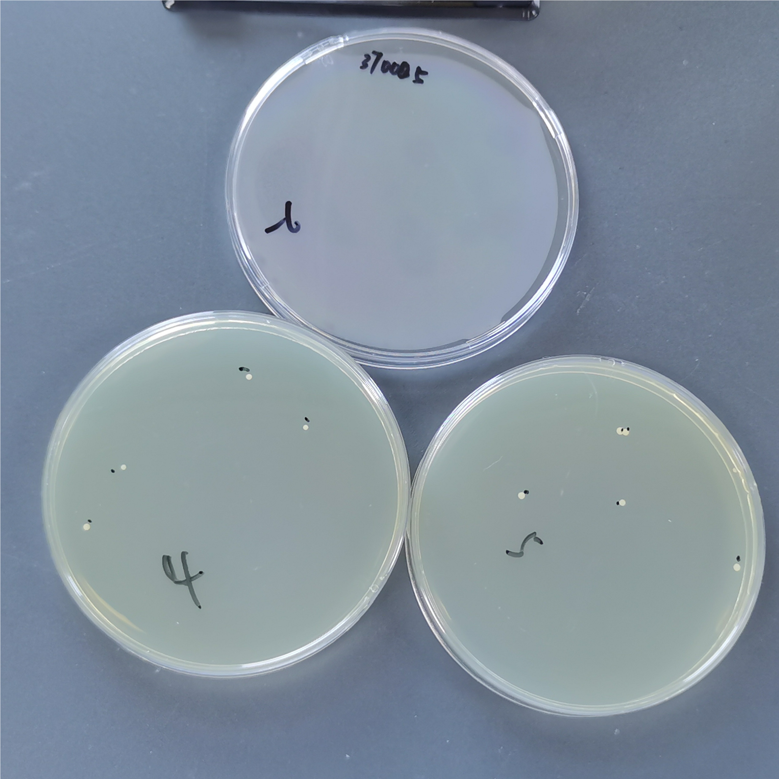 Dublin Candida-BNCC