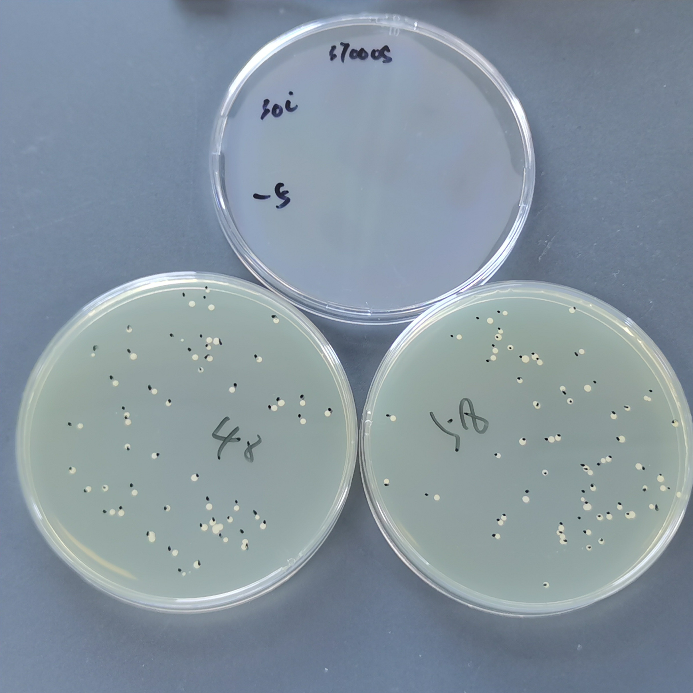 Dublin Candida-BNCC