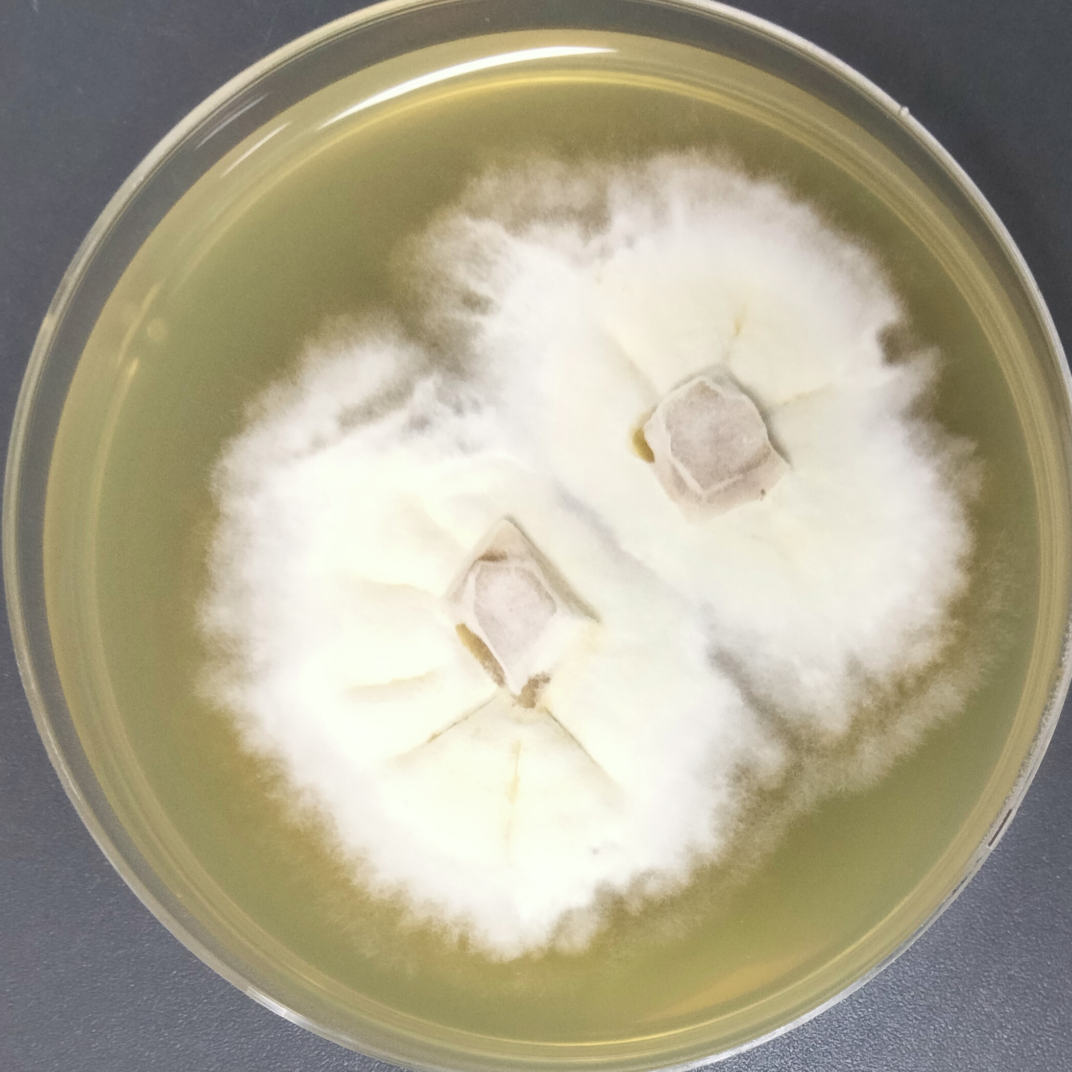 Leucocybe candidans-BNCC