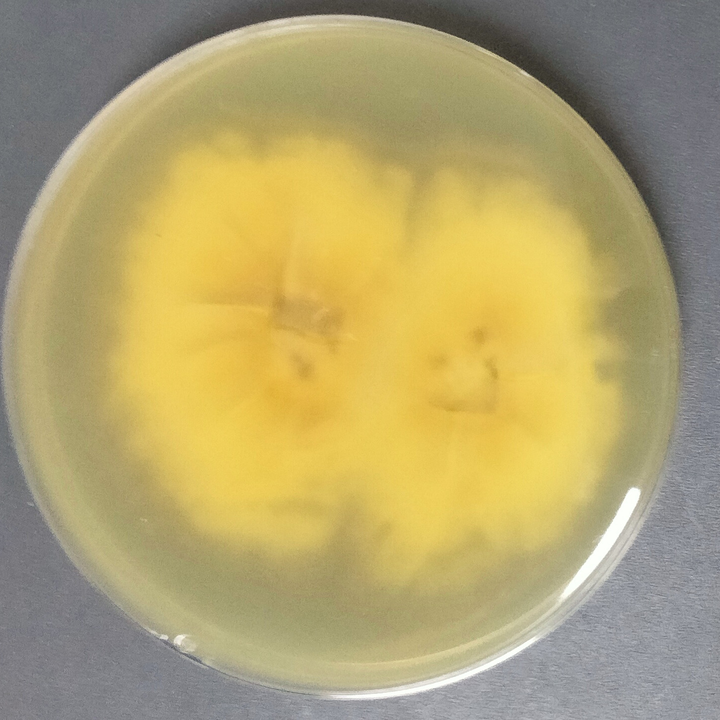 Leucocybe candidans-BNCC