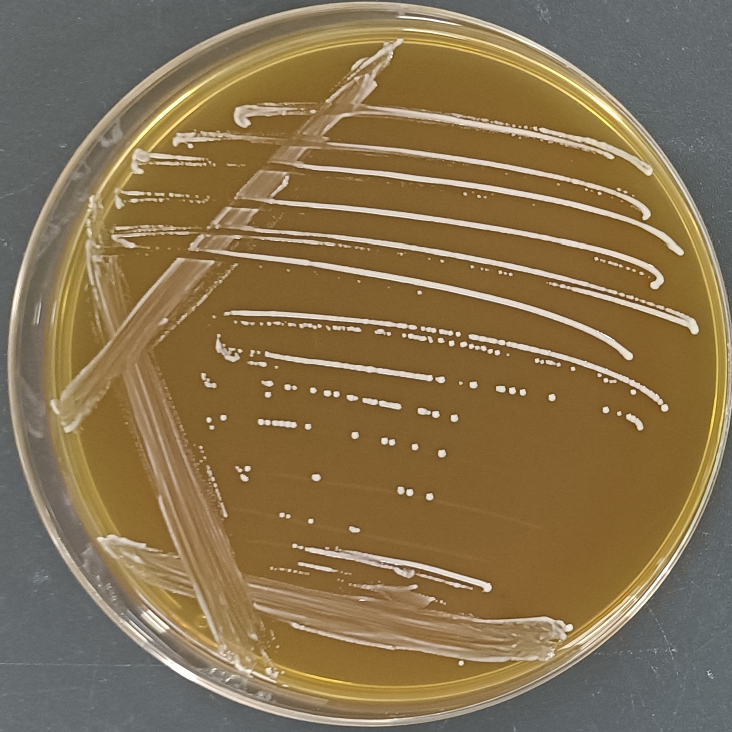 Lactobacillus fermentum-BNCC