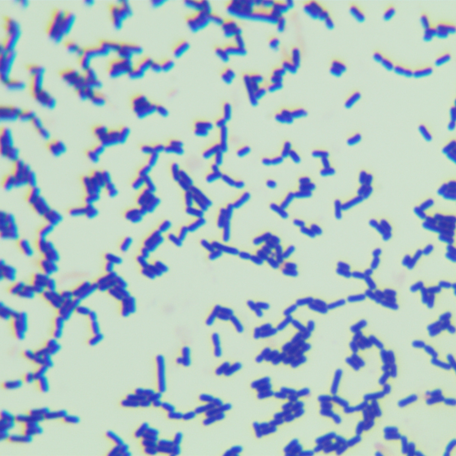 Lactobacillus fermentum-BNCC