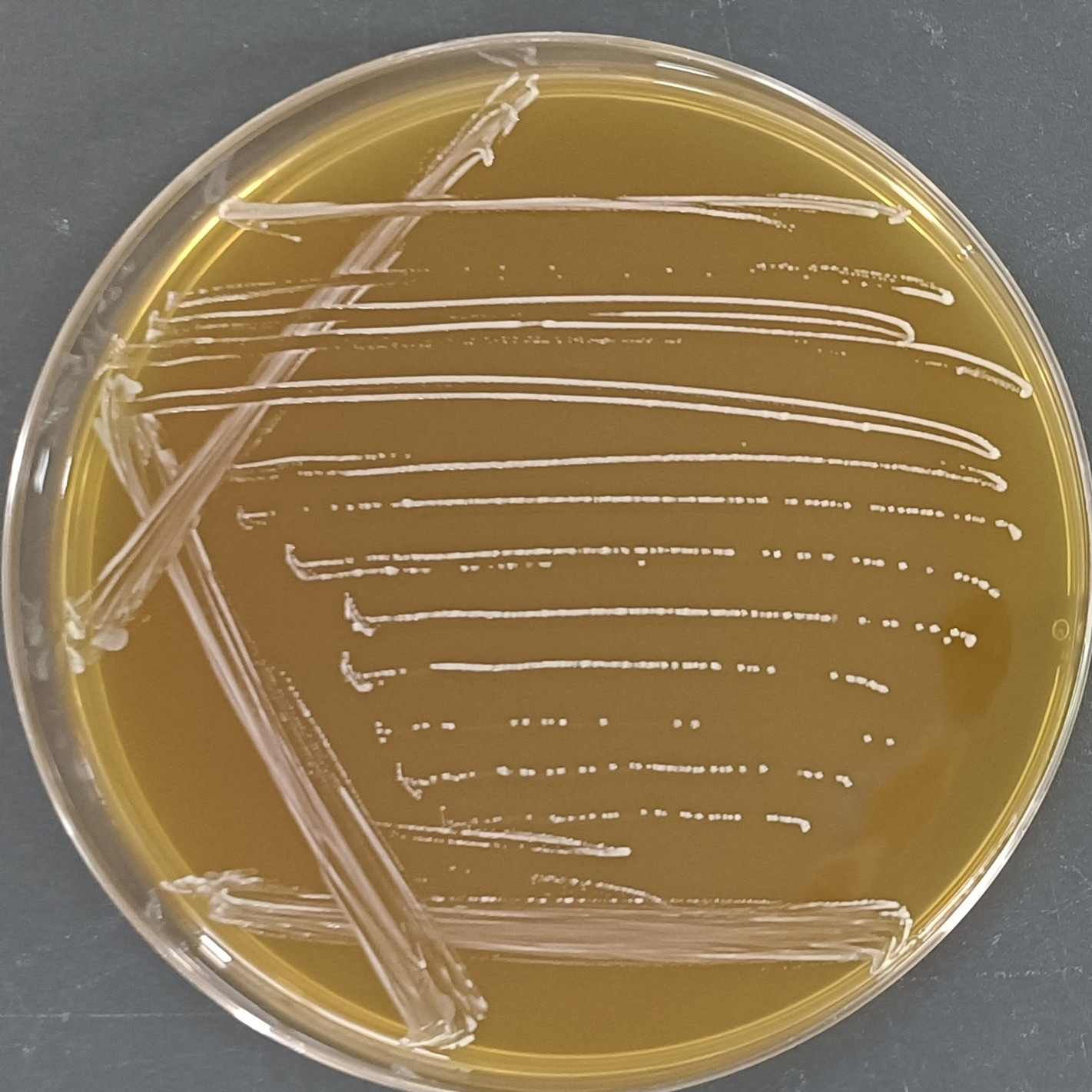 Lactobacillus fermentum-BNCC