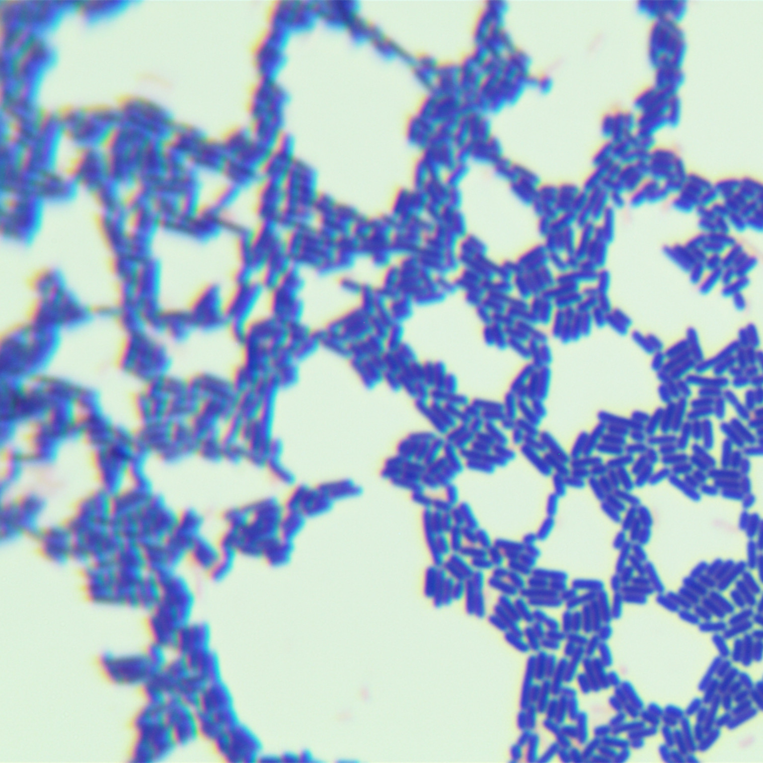 Lactobacillus fermentum-BNCC