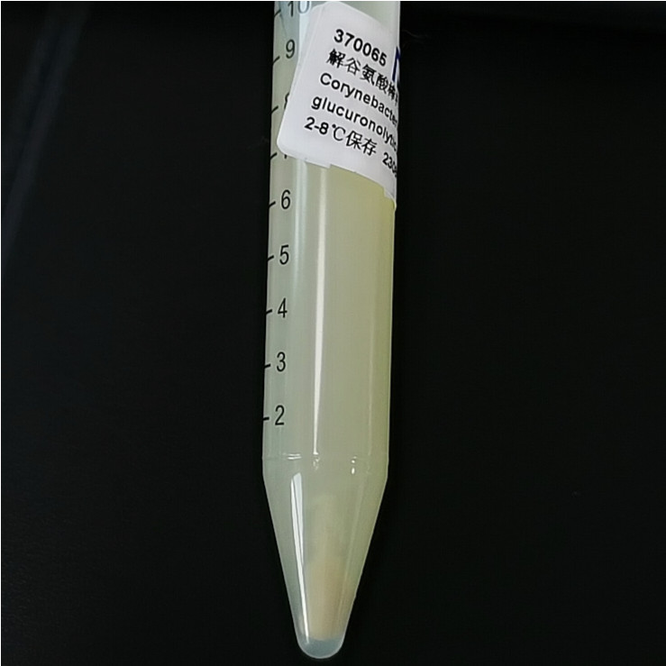 Bacillus glutamicus-BNCC