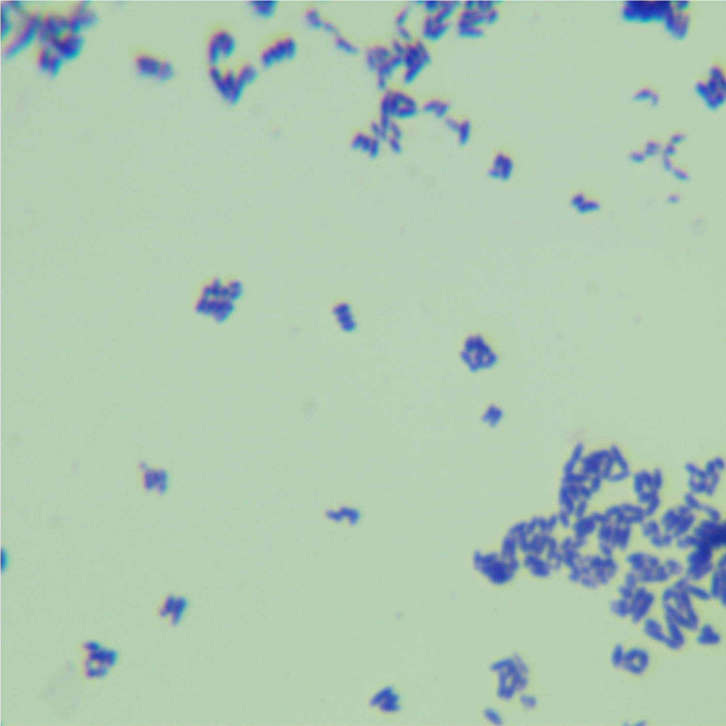Bacillus glutamicus-BNCC