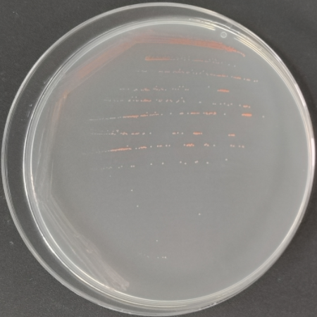 Agglomerating Methylobacteria-BNCC
