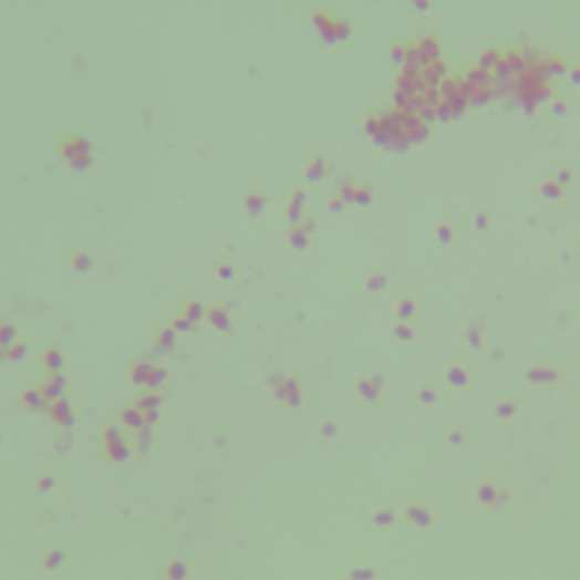 Agglomerating Methylobacteria-BNCC