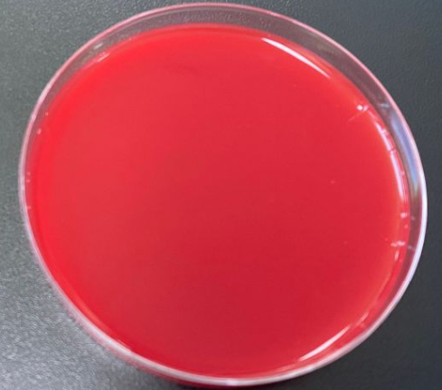 Staphylococcus aureus (MRSA) Nucleic Acid Reference Material (Thermally Inactivated) (Strongly Positive)-BNCC