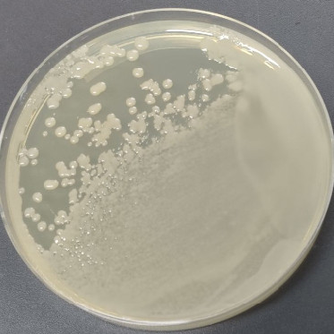 GV3101 Agrobacterium chemocompetent cells-BNCC
