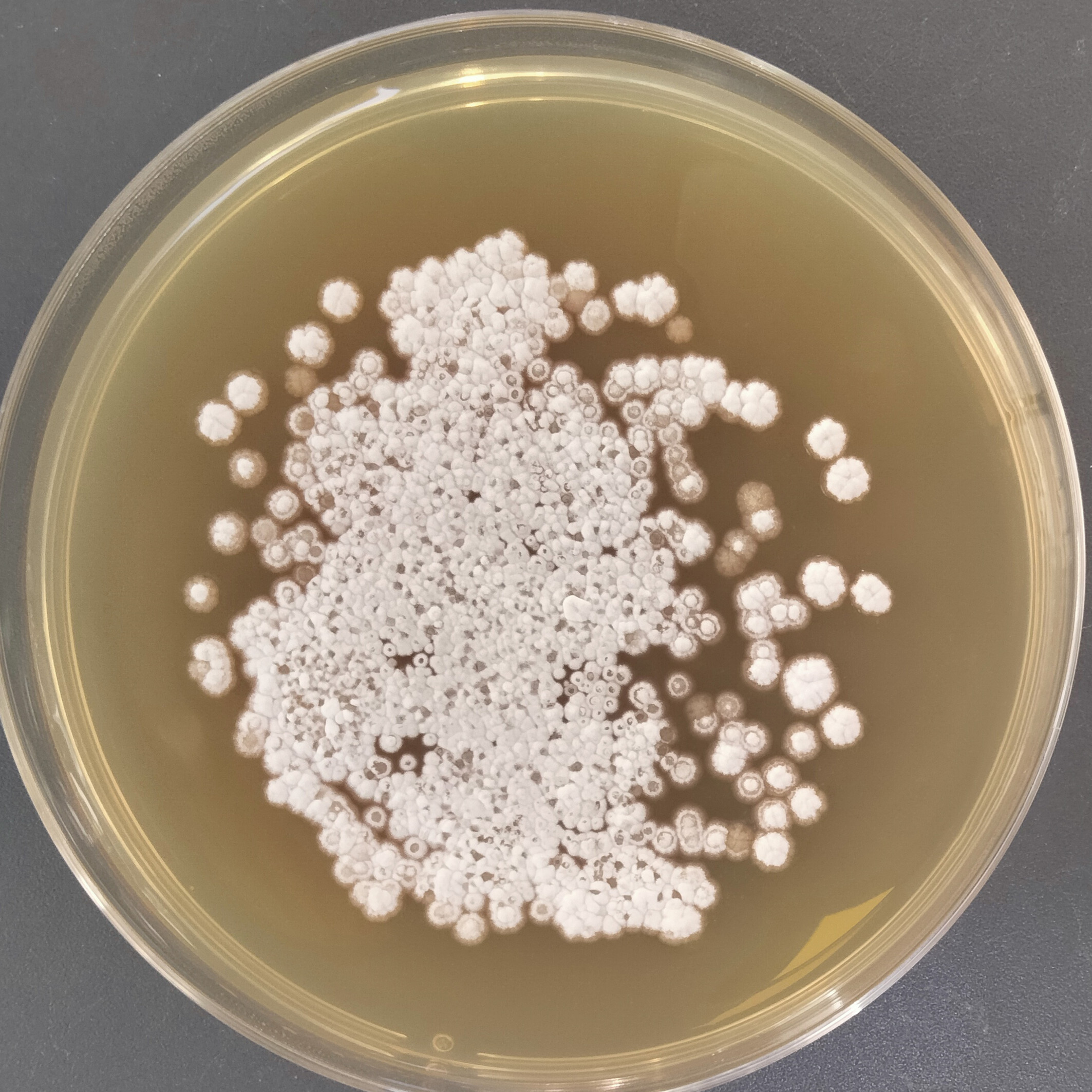 Streptomyces ribosidificus-BNCC