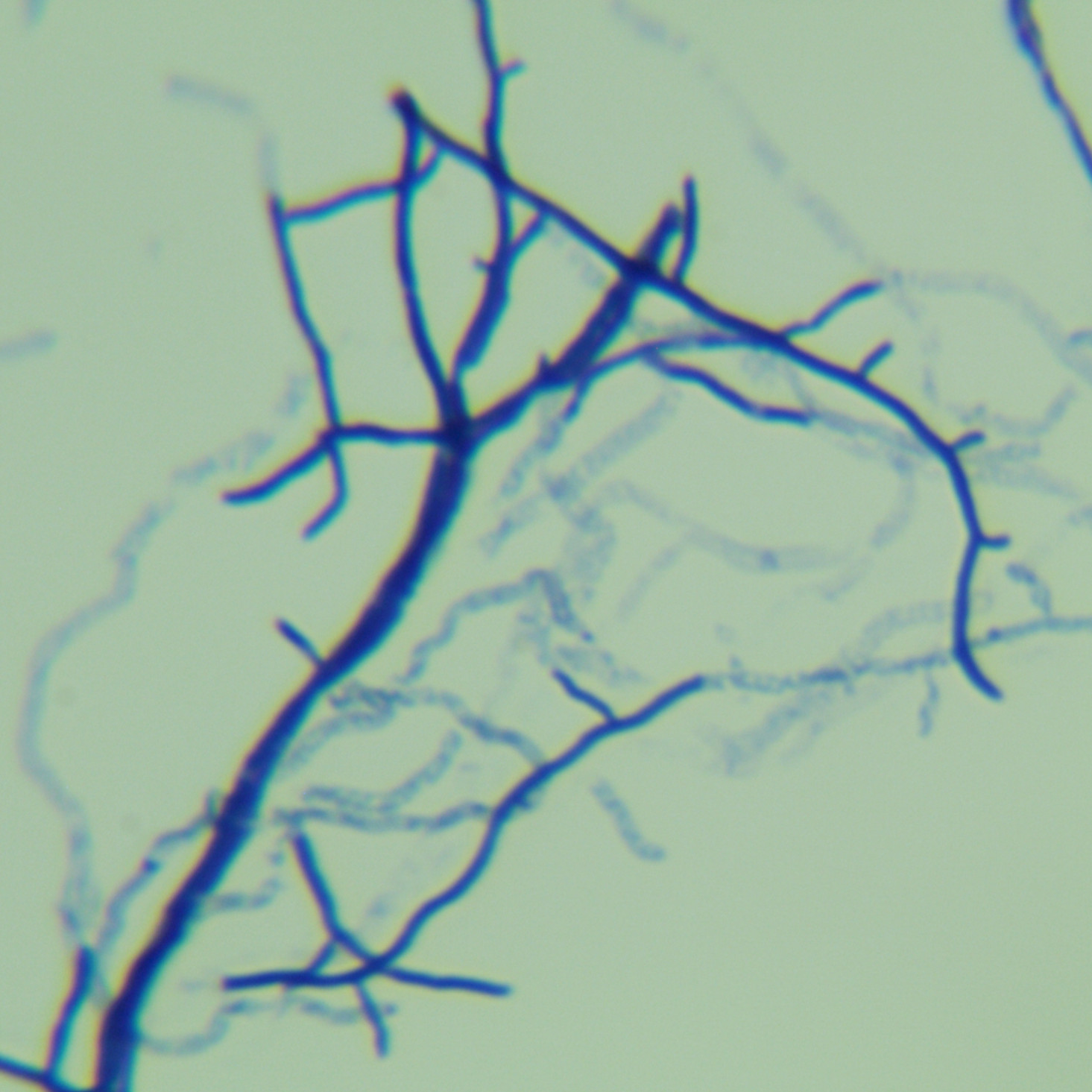 Streptomyces ribosidificus-BNCC