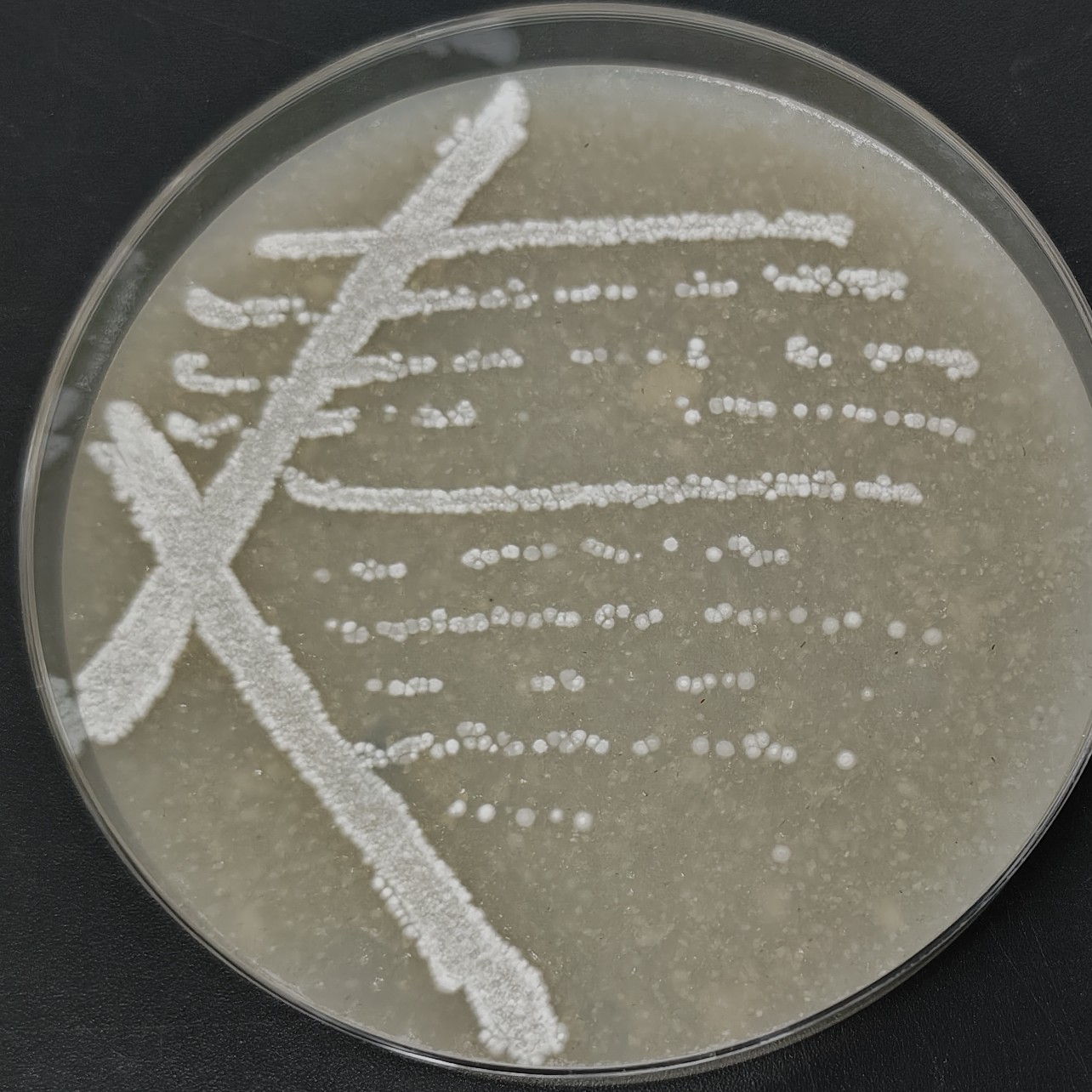 Streptomyces coelicolor-BNCC