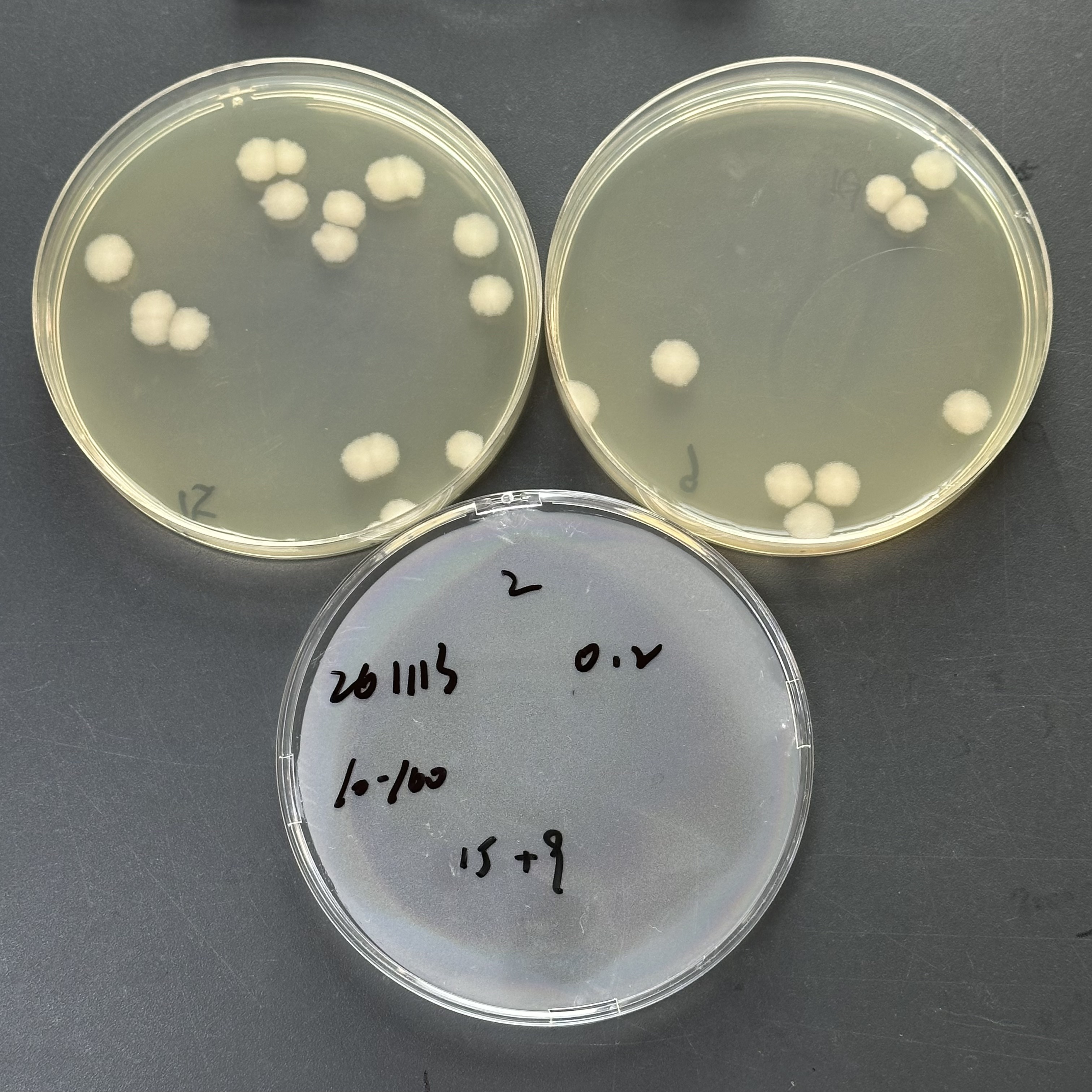 Bacillus cereus Quantitative Strain-BNCC