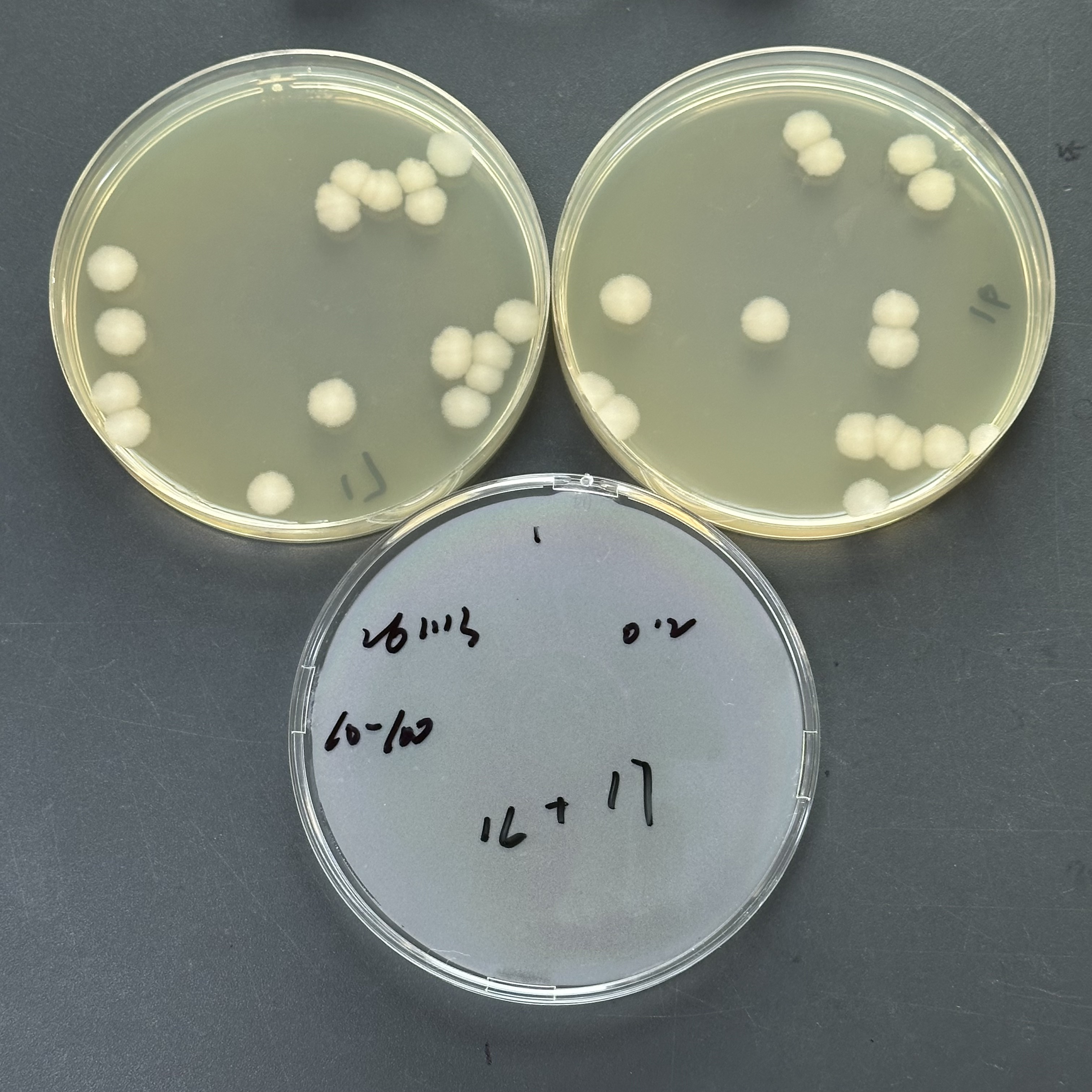 Bacillus cereus Quantitative Strain-BNCC