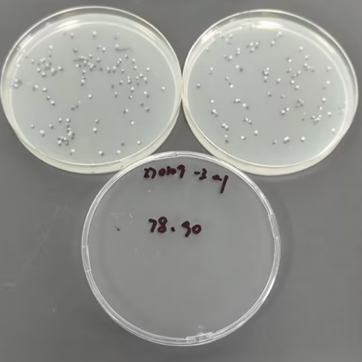Quantitative strain of Vibrio Luminescens-BNCC