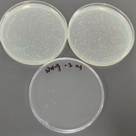 Quantitative strain of Vibrio Luminescens-BNCC