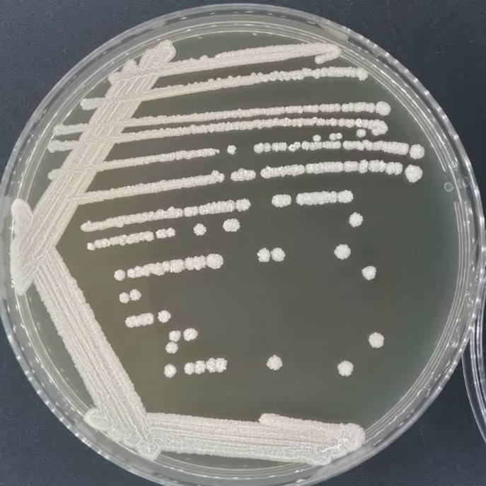Iron false silk yeast-BNCC