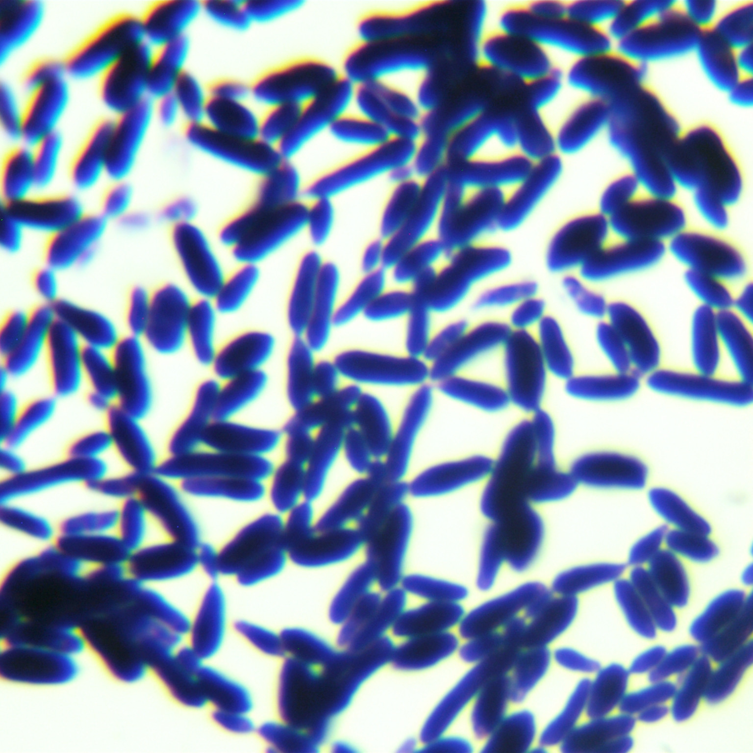 Iron false silk yeast-BNCC