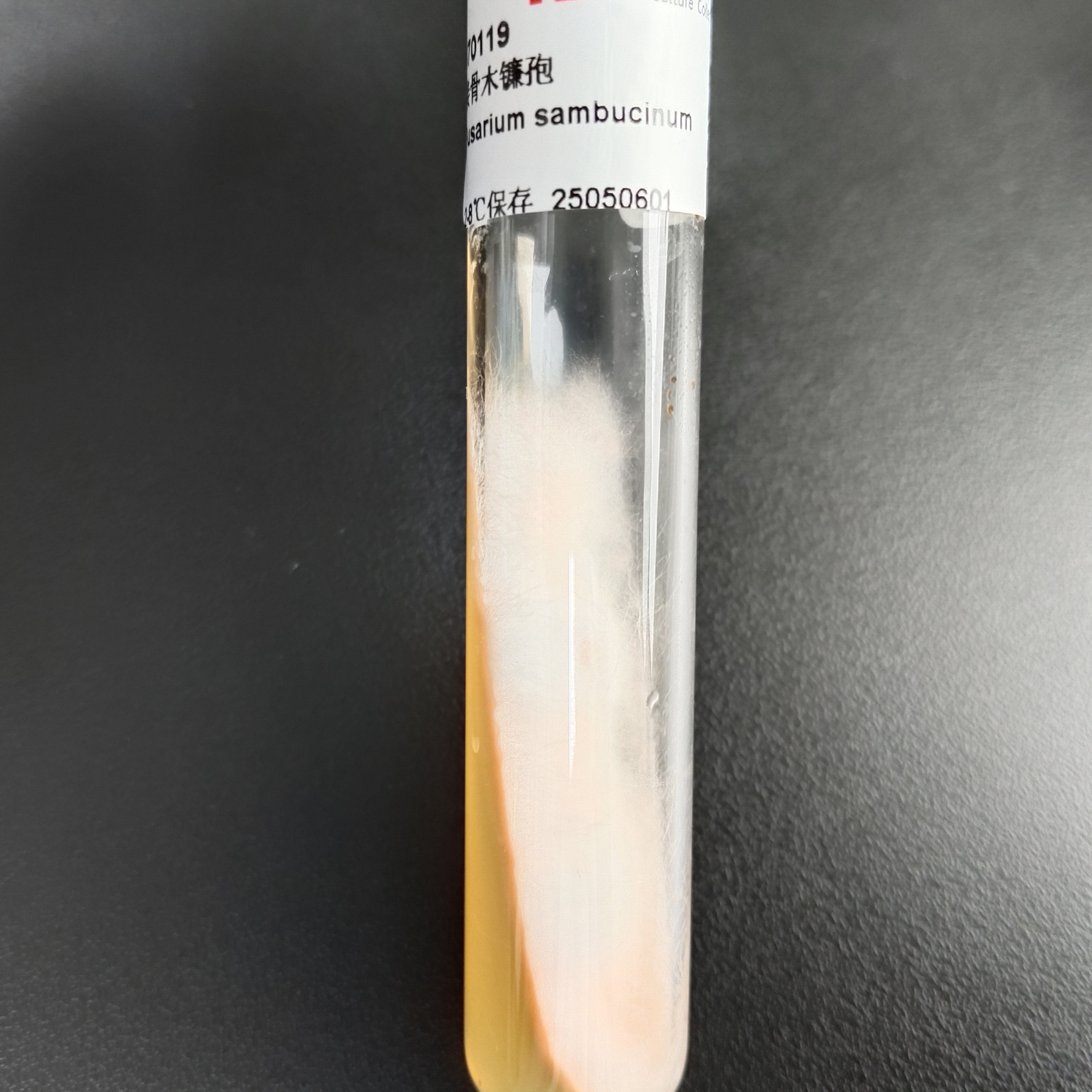Fusarium genus-BNCC