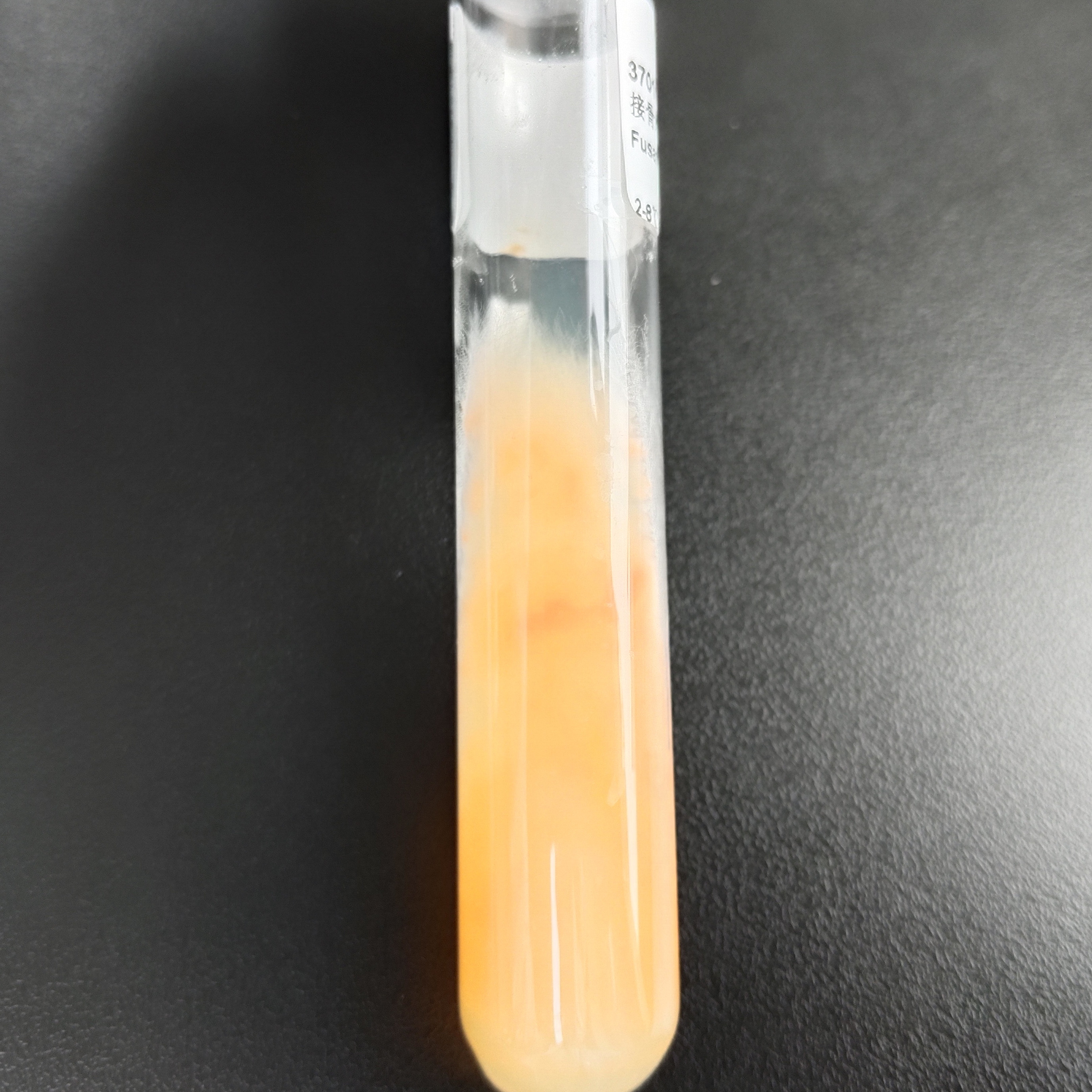 Fusarium genus-BNCC