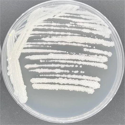 Mycobacterium smegmatis-BNCC