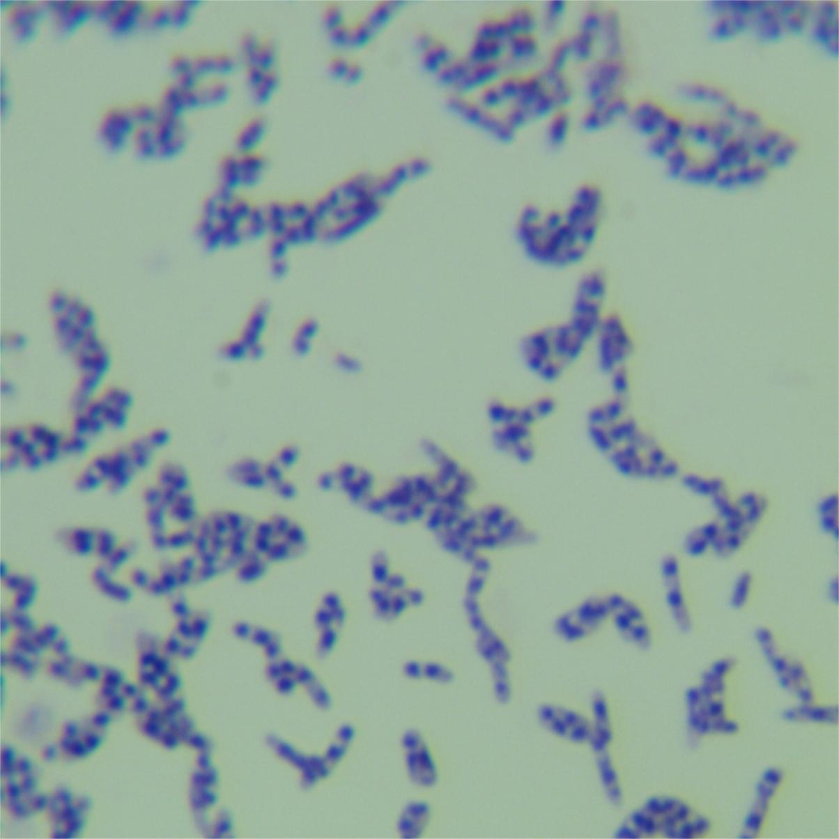 Mycobacterium smegmatis-BNCC