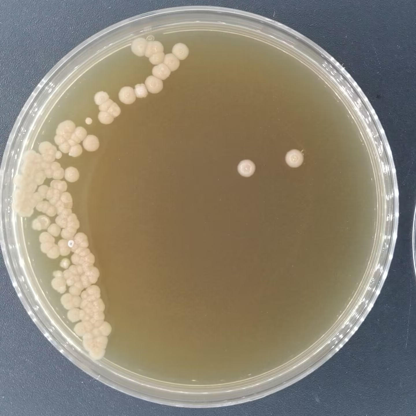 Lactobacillus-BNCC