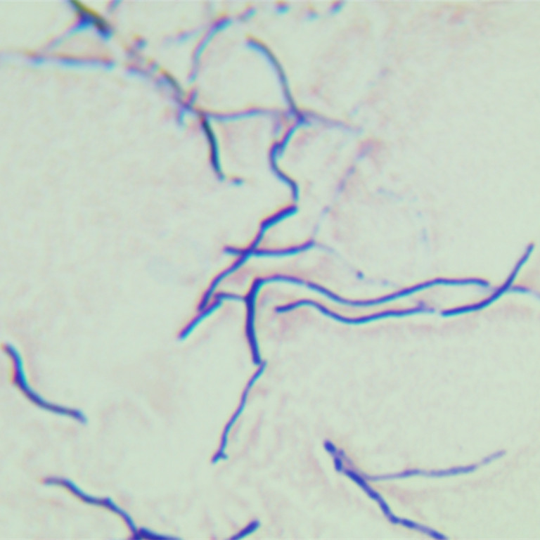 Lactobacillus-BNCC
