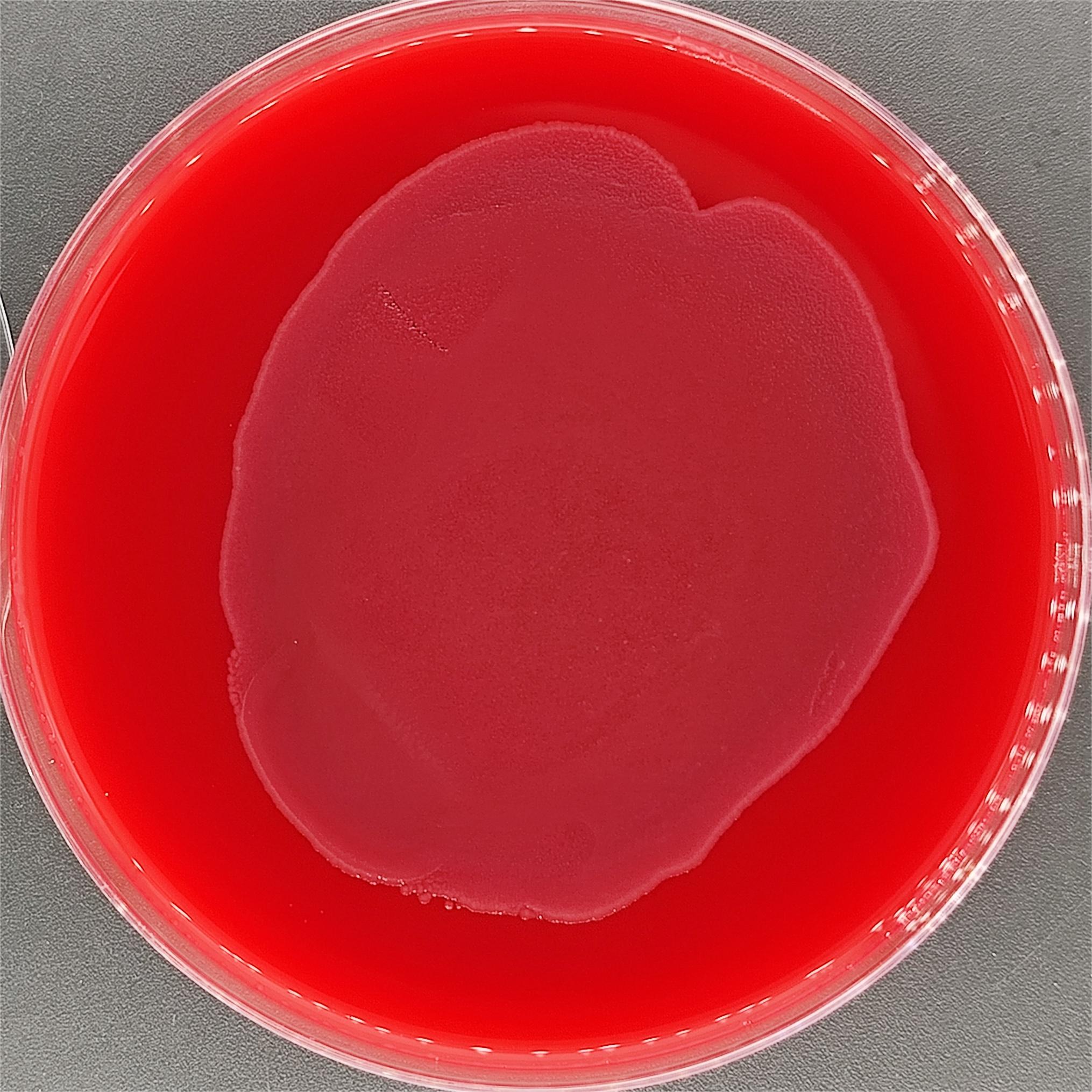 Escherichia coli-BNCC