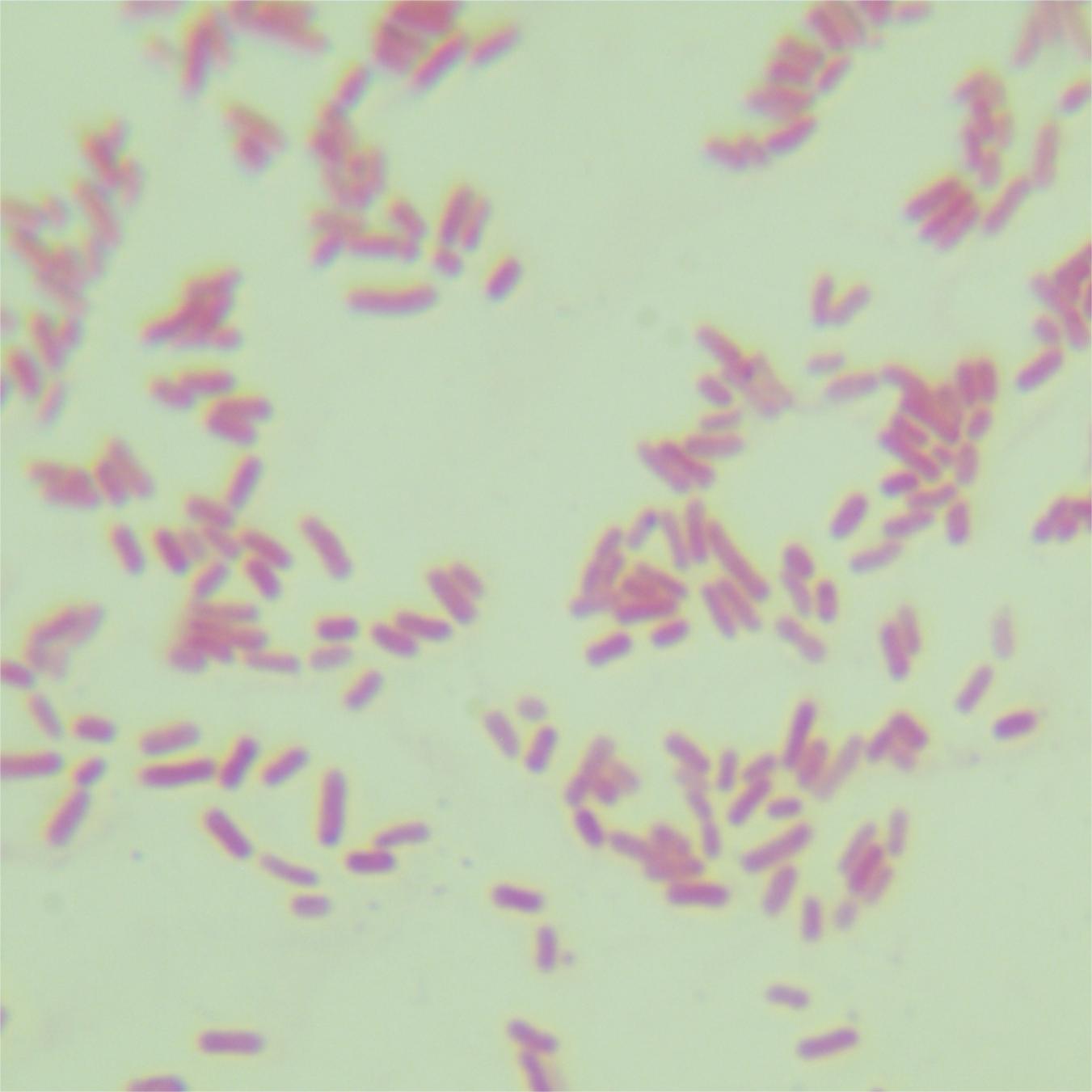 Escherichia coli-BNCC