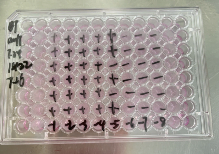 Bovine viral diarrhea virus 1-BNCC