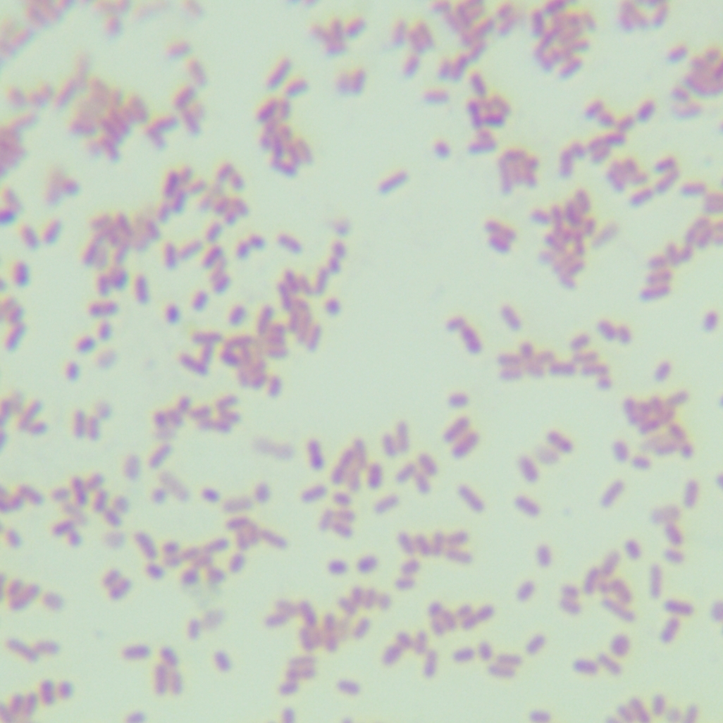 Acinetobacter hinginsii-BNCC
