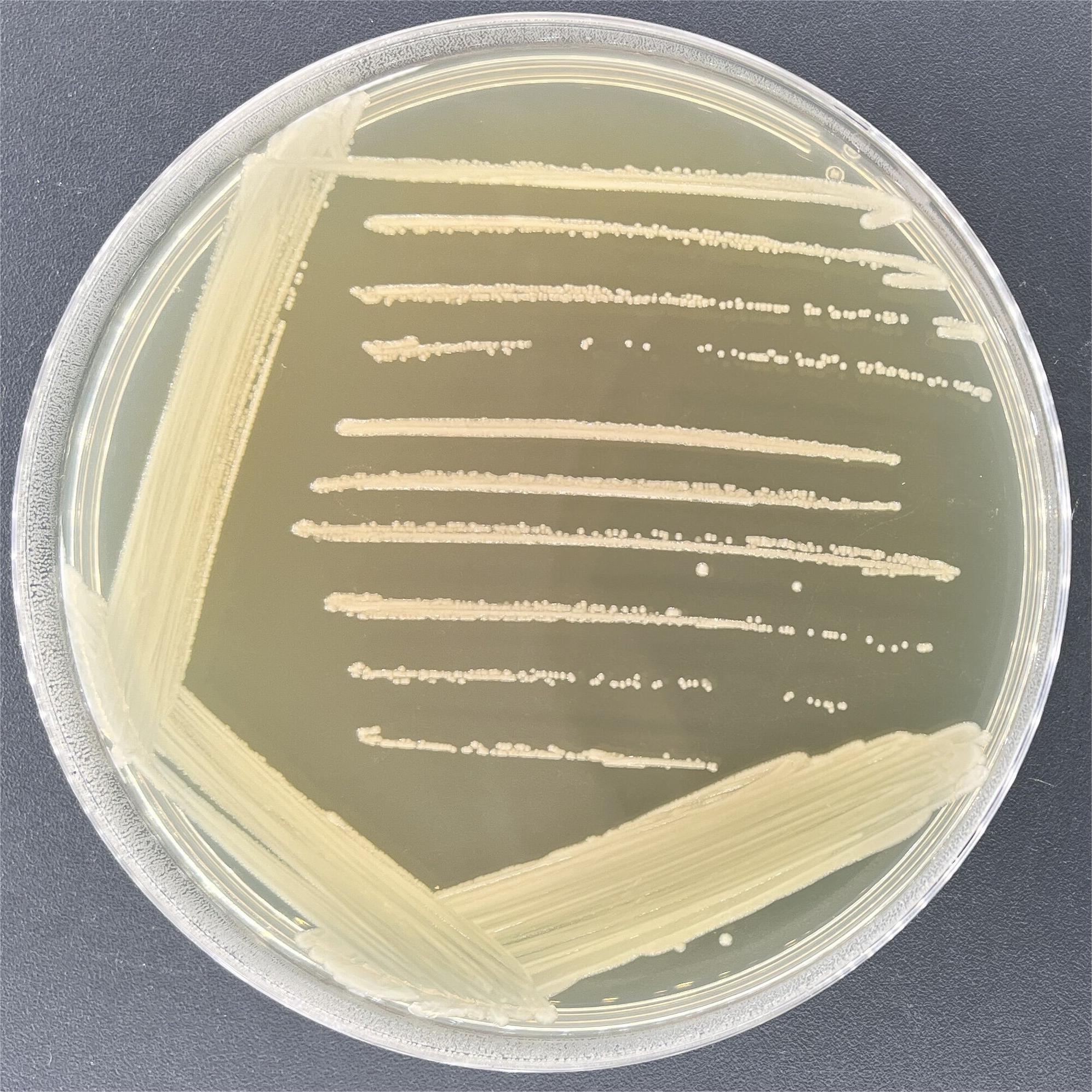 Dispersed Acinetobacter-BNCC