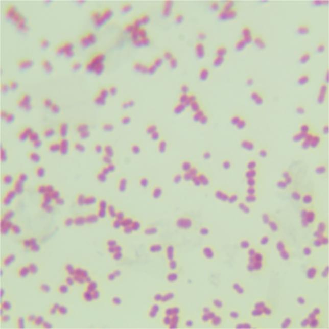 Dispersed Acinetobacter-BNCC