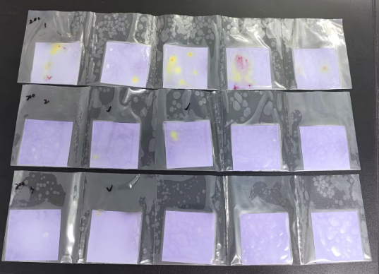 Standard quality control sample for fecal coliforms in water quality (paper rapid method)-BNCC