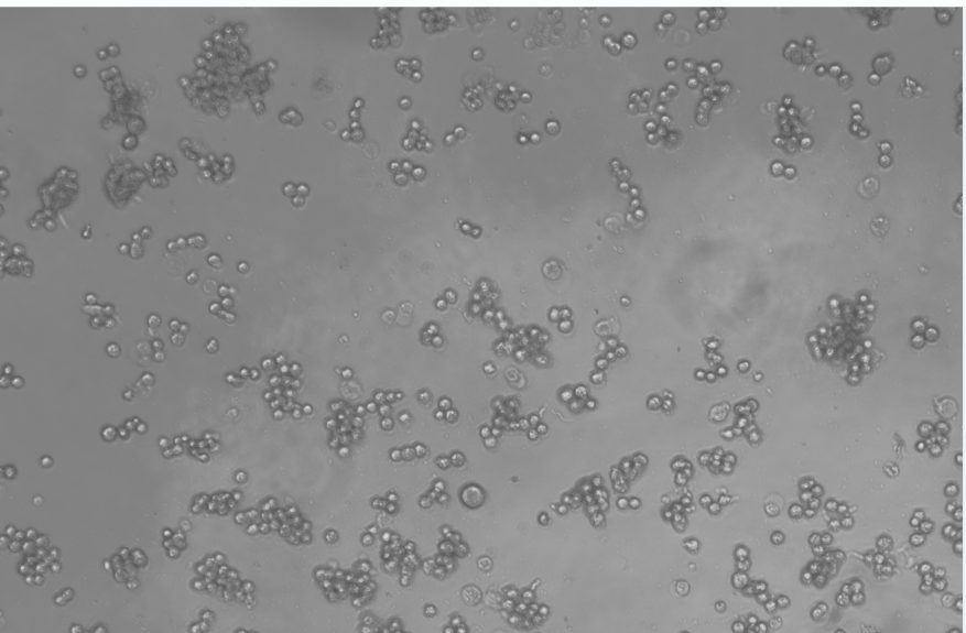 Human Adenovirus 28-BNCC